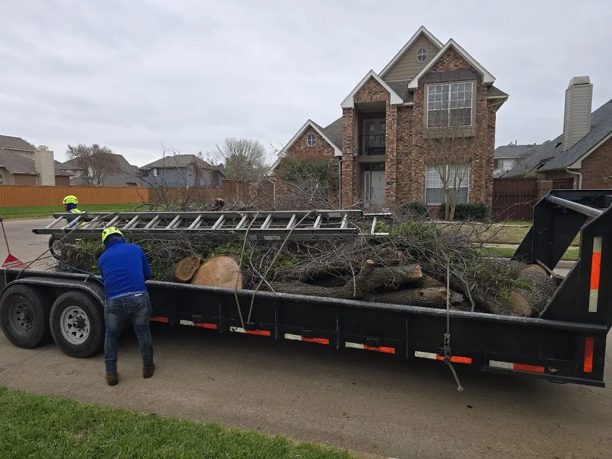 Expert Tree Removal with proper safety equipment in Wilson